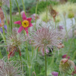 Pulsatilla vulgaris 'Röde Klokke' Backsippa