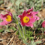 Pulsatilla vulgaris 'Röde Klokke' Backsippa