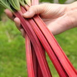 Rheum rhabarbarum 'Canada Red' 2L Matrabarber