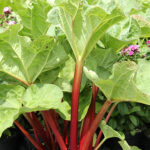 Rheum rhabarbarum 'Canada Red' 2L Matrabarber