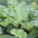 Rheum rhabarbarum 'Elmsblitz' 2L Matrabarber