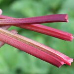 Rheum rhabarbarum 'Victoria' 2L Matrabarber