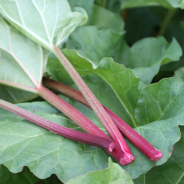 Rheum rhabarbarum 'Victoria' 2L Matrabarber