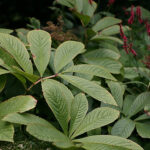 Rodgersia aesculifolia Kastanjerodgersia