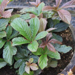 Rodgersia pinnata 'Bronze Peacook' Fingerrodgersia