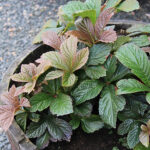 Rodgersia pinnata 'Bronze Peacook' Fingerrodgersia