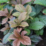Rodgersia pinnata 'Bronze Peacook' Fingerrodgersia