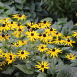 Rudbeckia fulgida 'Goldsturm' Strålrudbeckia