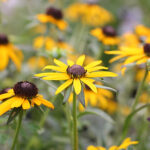 Rudbeckia fulgida 'Little Goldstar' Strålrudbeckia