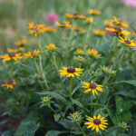 Rudbeckia fulgida 'Little Goldstar' Strålrudbeckia