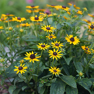 Rudbeckia fulgida 'Little Goldstar' Strålrudbeckia
