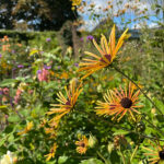 Rudbeckia subtomentosa 'Henry Eilers' Prärierudbeckia