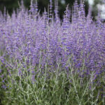 Salvia Perovskia-Gr. 'Blue Spire' Perovskia
