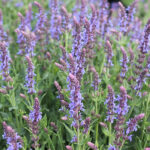 Salvia nemorosa 'Blauhügel' Stäppsalvia