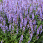 Salvia nemorosa 'Blauhügel' Stäppsalvia
