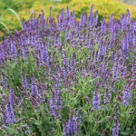 Salvia nemorosa 'Blauhügel' Stäppsalvia