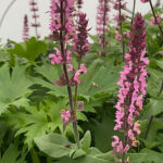 Salvia nemorosa CARADONNA PINK 'Tuitsalv' Stäppsalvia