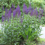 Salvia nemorosa 'Caradonna' Stäppsalvia