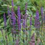 Salvia nemorosa 'Caradonna' Stäppsalvia