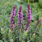 Salvia nemorosa 'Caramia Rose' Stäppsalvia