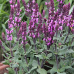 Salvia nemorosa 'Caramia Rose' Stäppsalvia