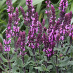 Salvia nemorosa 'Caramia Rose' Stäppsalvia