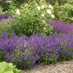 Salvia nemorosa MARCUS 'Haeumanarc' Stäppsalvia