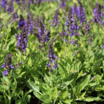 Salvia nemorosa MARCUS 'Haeumanarc' Stäppsalvia