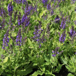 Salvia nemorosa MARCUS 'Haeumanarc' Stäppsalvia
