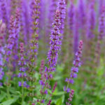 Salvia nemorosa 'Ostfriesland' Stäppsalvia