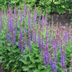 Salvia nemorosa 'Ostfriesland' Stäppsalvia