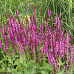 Salvia nemorosa 'Pink Friesland' Stäppsalvia