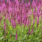 Salvia nemorosa 'Pink Friesland' Stäppsalvia