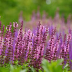 Salvia nemorosa SENSATION DEEP ROSE 'Flor Sal Roz' Stäppsalvia