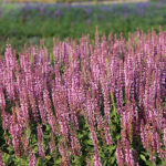 Salvia nemorosa SENSATION DEEP ROSE 'Flor Sal Roz' Stäppsalvia