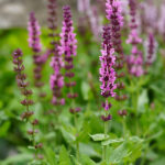 Salvia nemorosa SENSATION DEEP ROSE 'Flor Sal Roz' Stäppsalvia