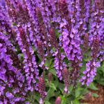 Salvia nemorosa Salute-Serien 'Salute Lavender' NY Stäppsalvia