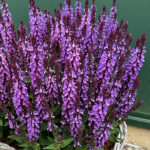 Salvia nemorosa Salute-Serien 'Salute Lavender' NY Stäppsalvia