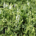 Salvia nemorosa 'Schneehügel' Stäppsalvia