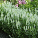 Salvia nemorosa 'Schneehügel' Stäppsalvia