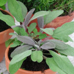 Salvia officinalis 'Purpurascens' Kryddsalvia