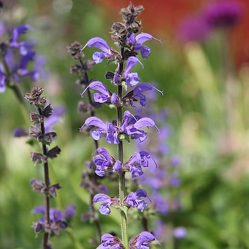 Salvia pratensis Ängssalvia