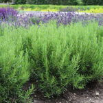 Salvia rosmarinus Rosmarin