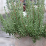 Salvia rosmarinus Rosmarin