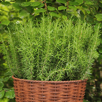 Salvia rosmarinus Rosmarin