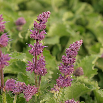 Salvia verticillata 'Purple Rain' Kranssalvia