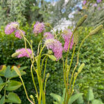 Sanguisorba 'Pink Brushes' Pimpinell