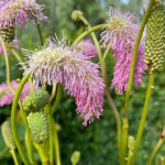 Sanguisorba 'Pink Brushes' Pimpinell