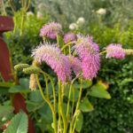 Sanguisorba 'Pink Brushes' Pimpinell