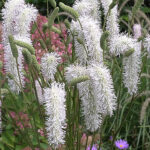 Sanguisorba 'White Brushes' Pimpinell